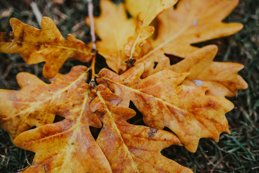 kaboompics_Autumn leaves on the ground
